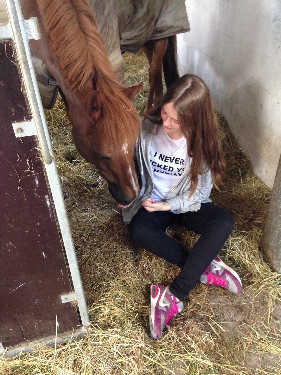 Tysk Sportspony Gizmo billede 18