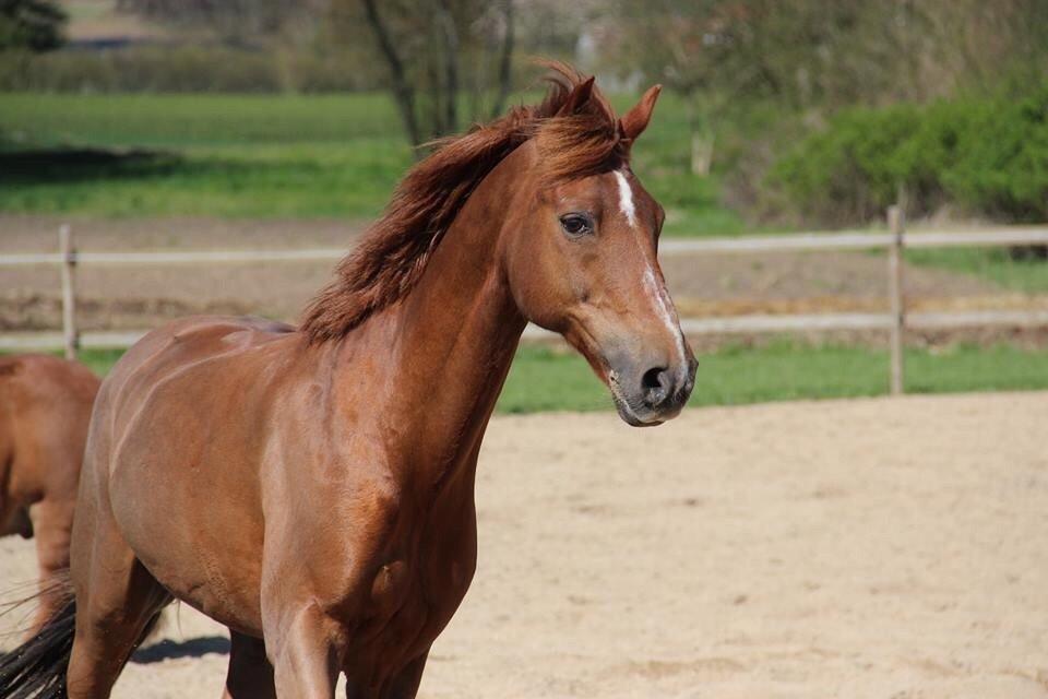 Tysk Sportspony Gizmo billede 1