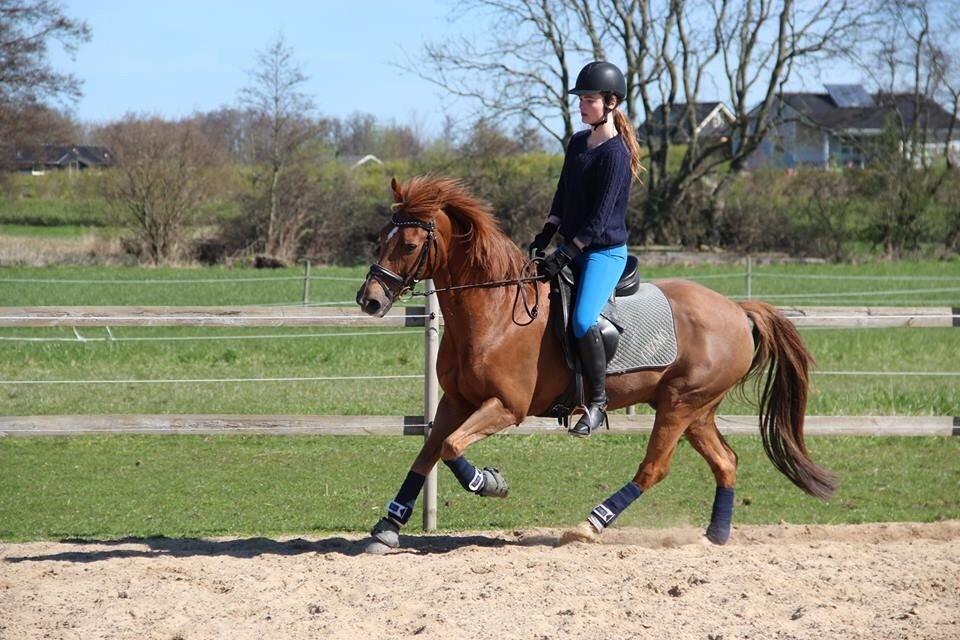 Tysk Sportspony Gizmo billede 19