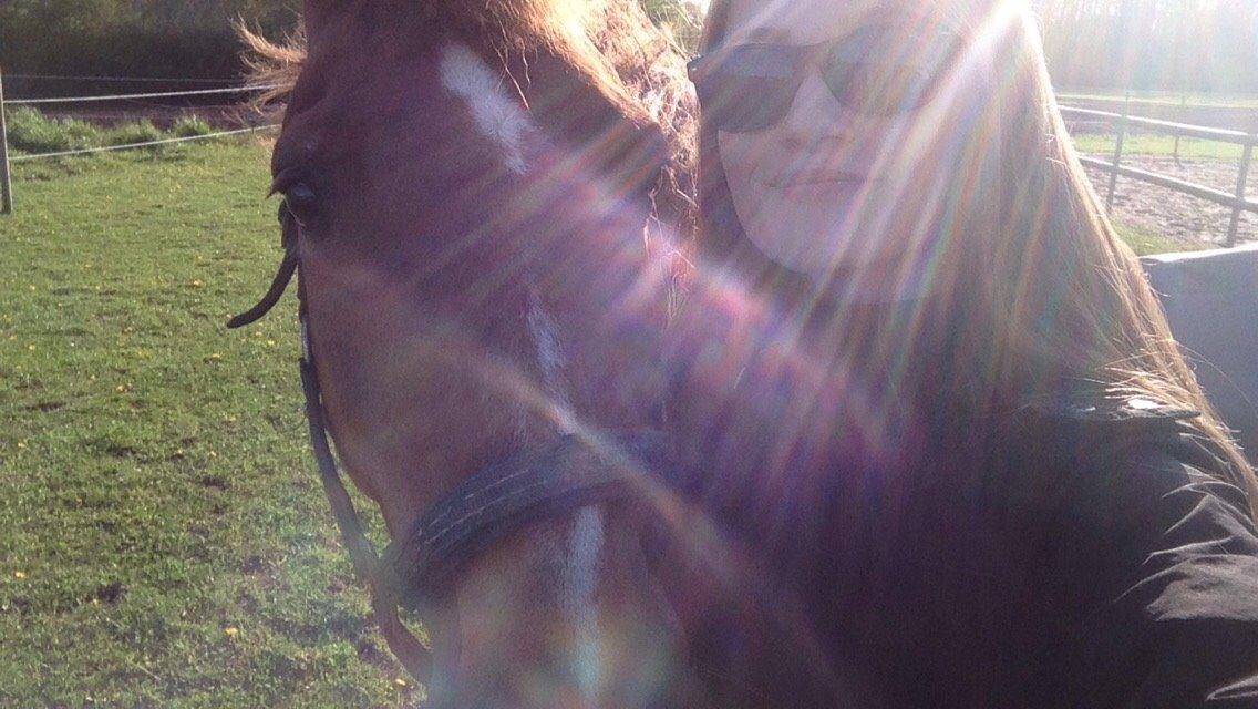 Tysk Sportspony Gizmo billede 20