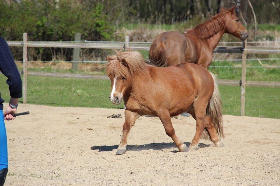 Anden særlig race Mini Max billede 3