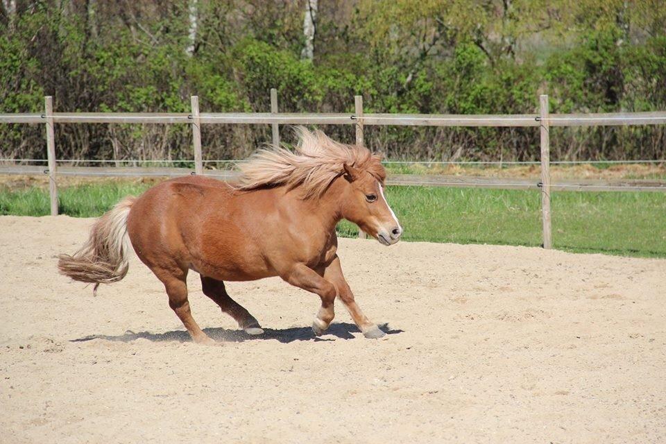 Anden særlig race Mini Max billede 9