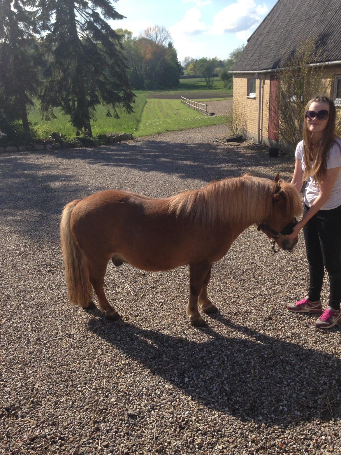 Anden særlig race Mini Max billede 11