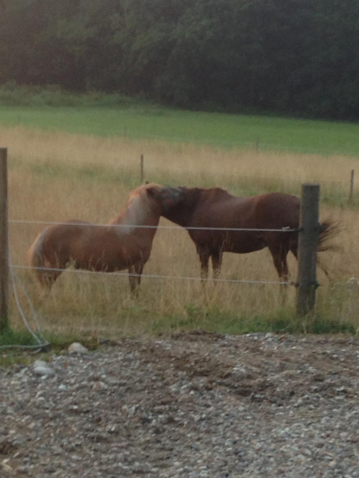 Anden særlig race Mini Max billede 13