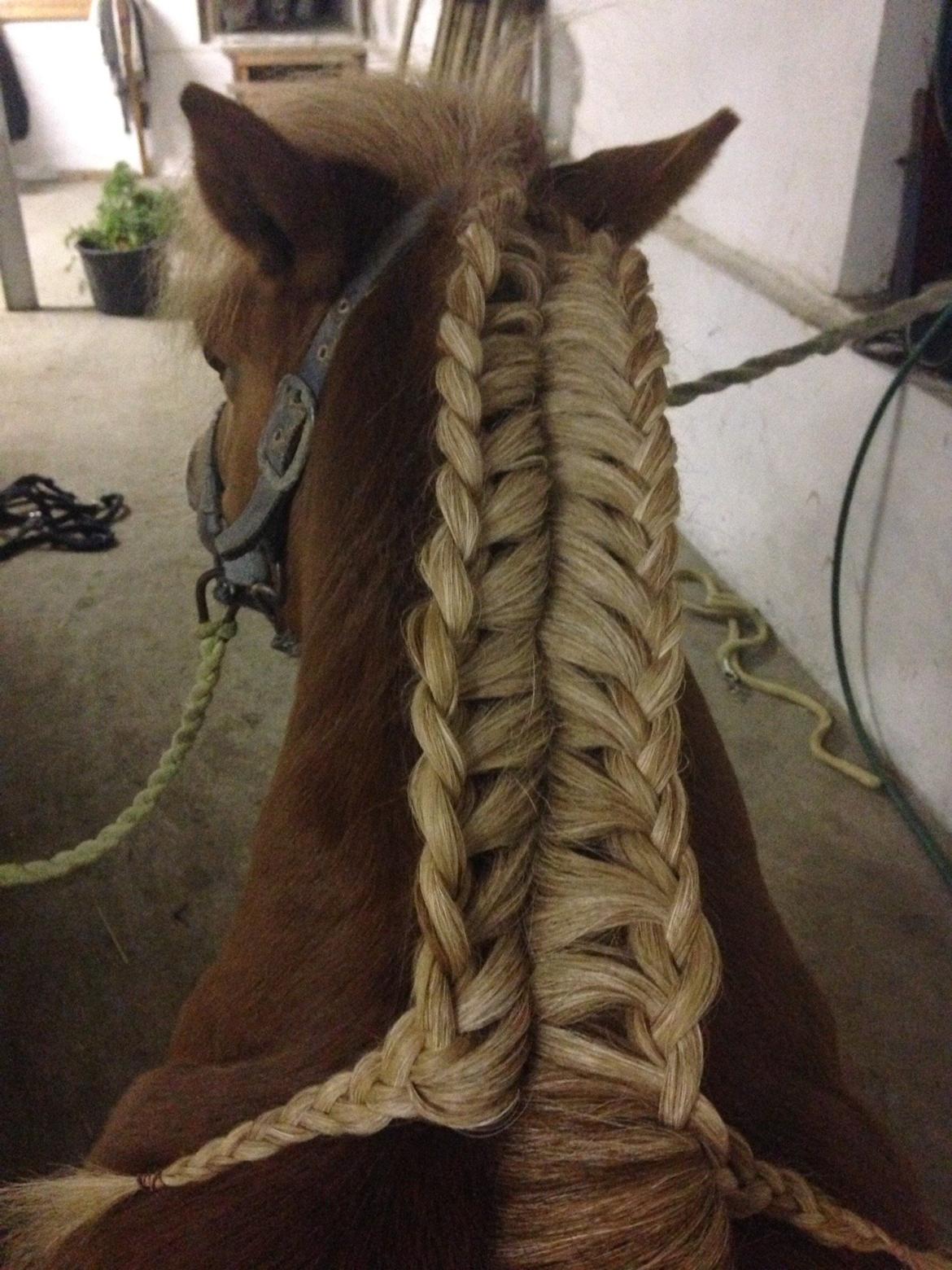 Anden særlig race Mini Max billede 14