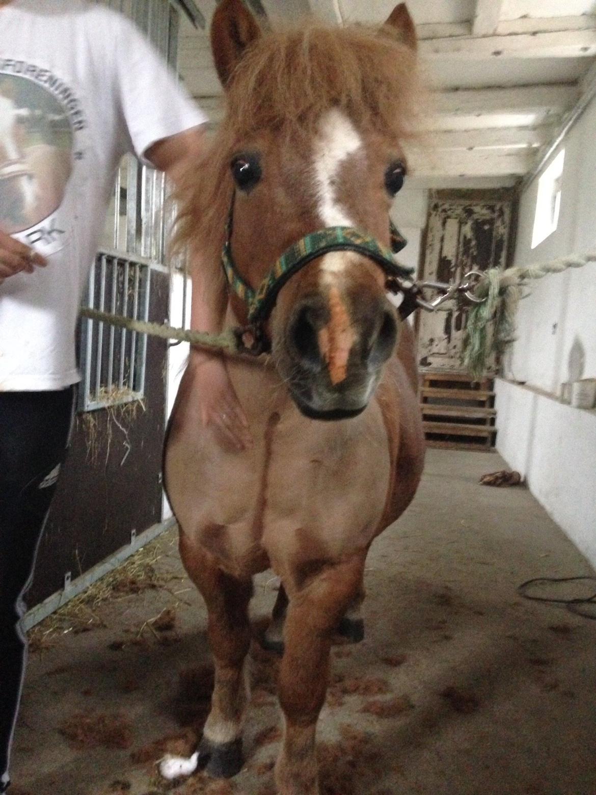 Anden særlig race Mini Max billede 15