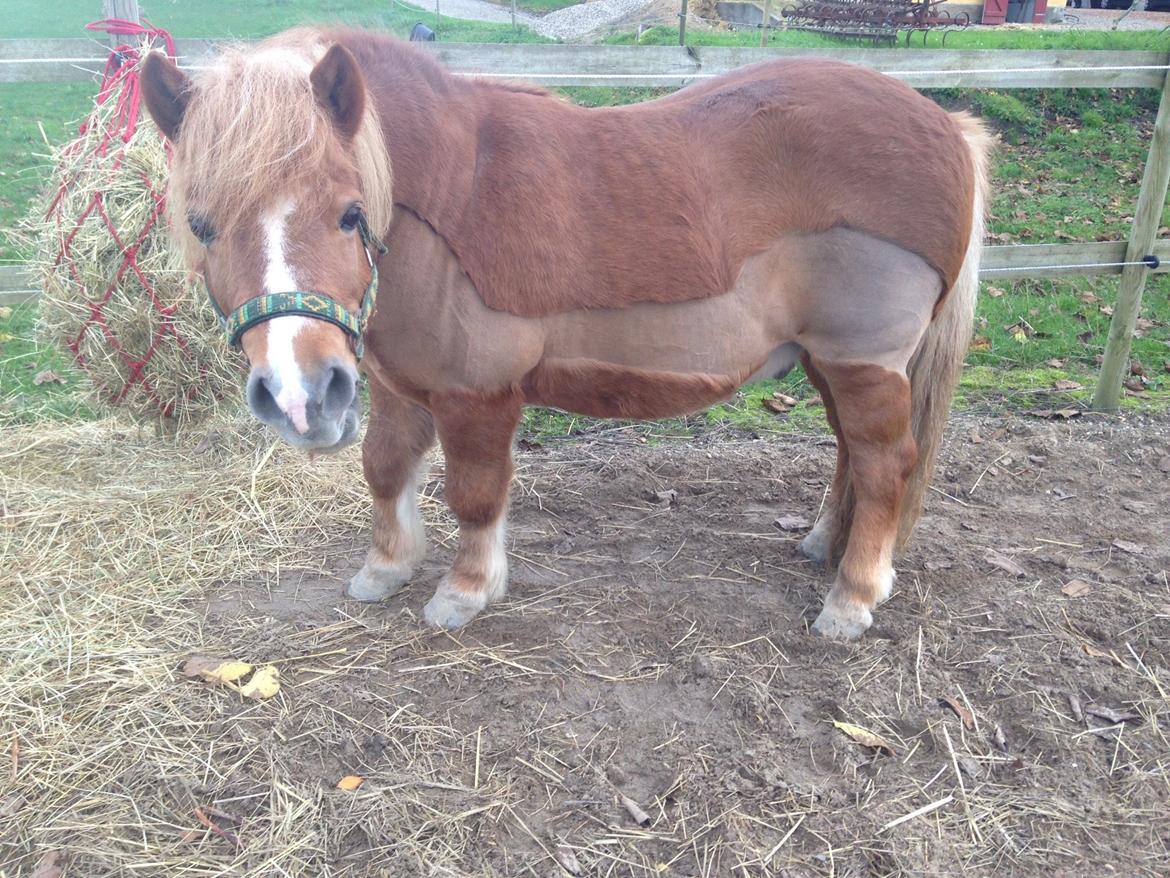 Anden særlig race Mini Max billede 17