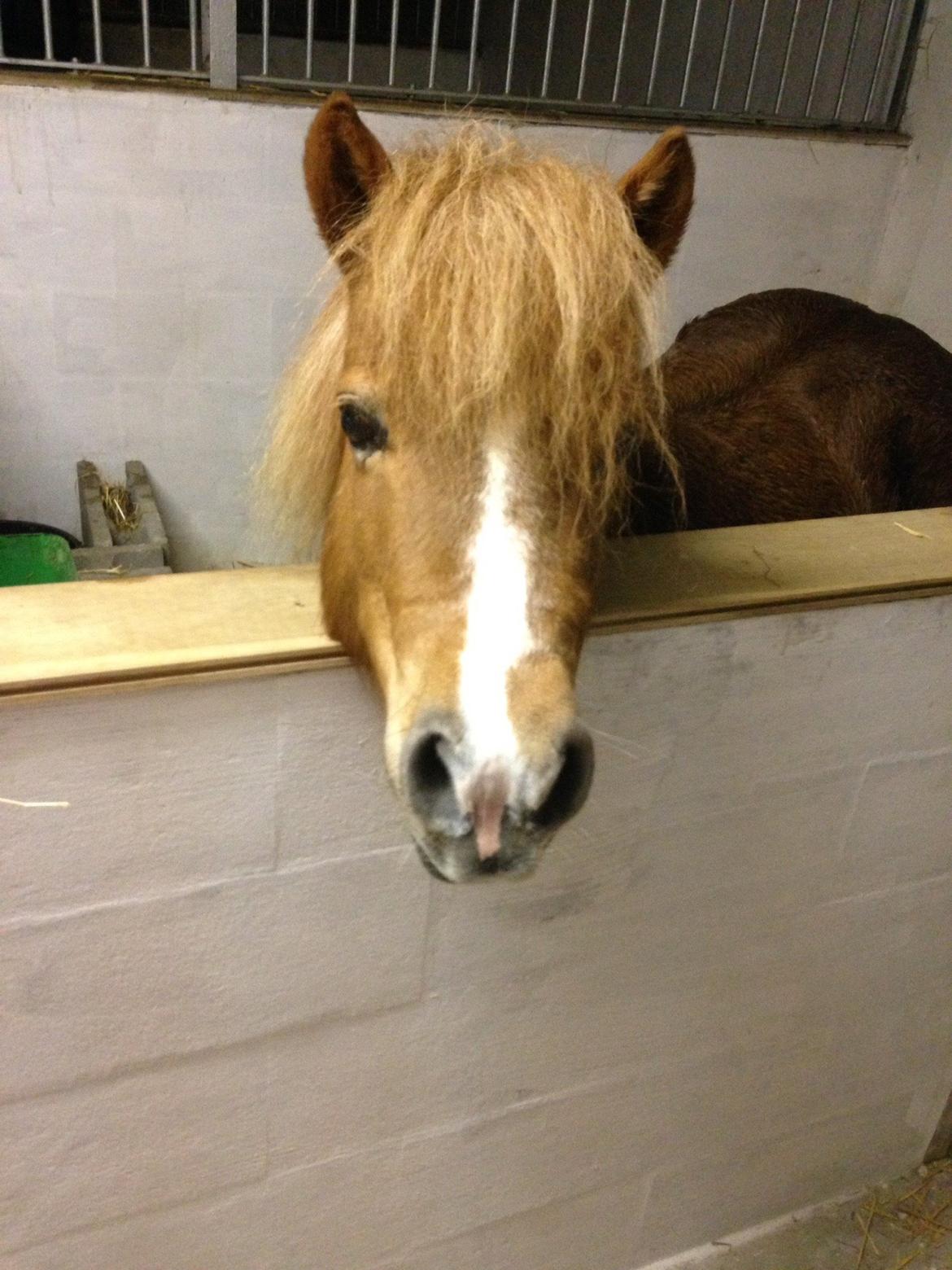 Anden særlig race Mini Max billede 20