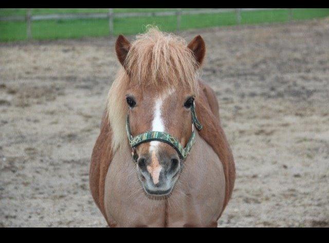Anden særlig race Mini Max billede 1