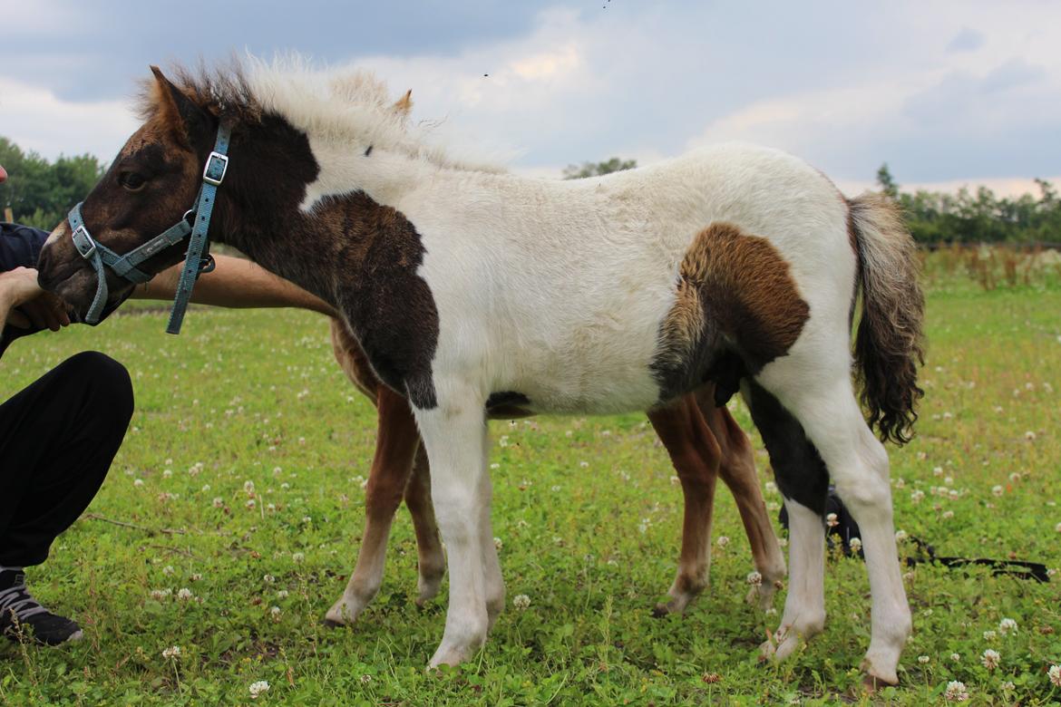 Shetlænder blanding  Gizmo  - 2 August 2015  billede 12