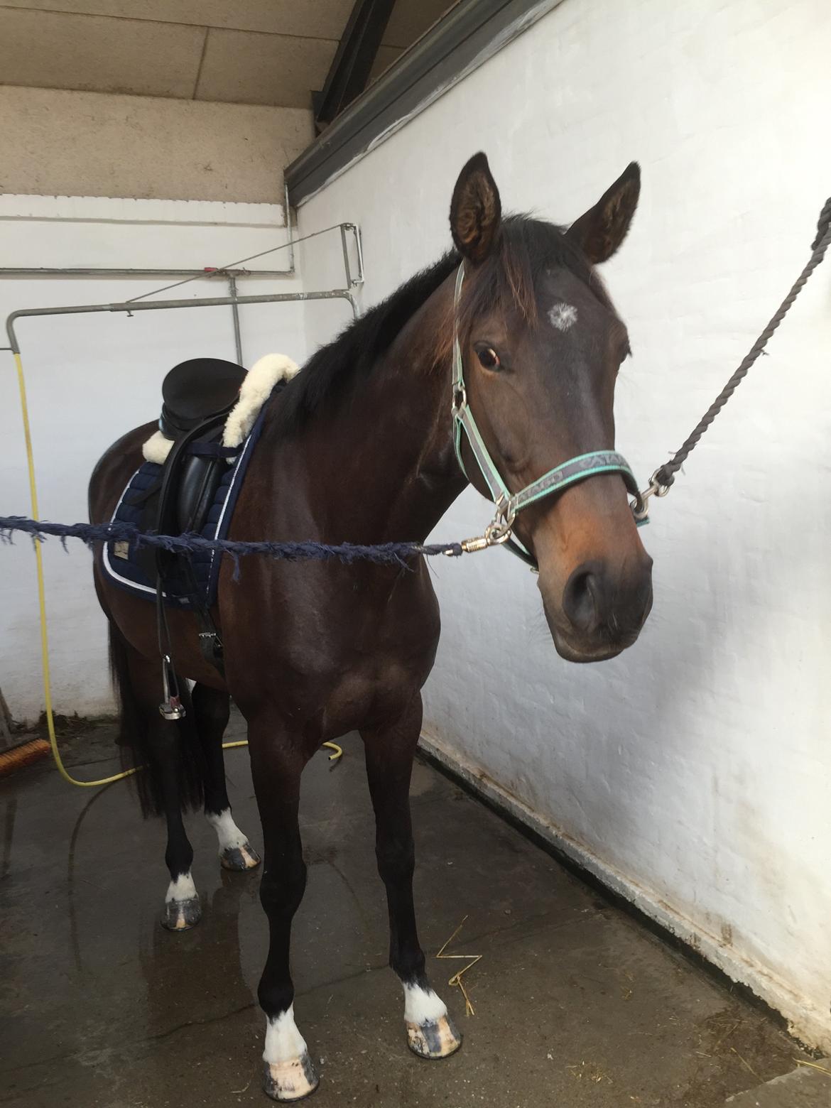 Dansk Varmblod Kokkedals Madeline billede 4