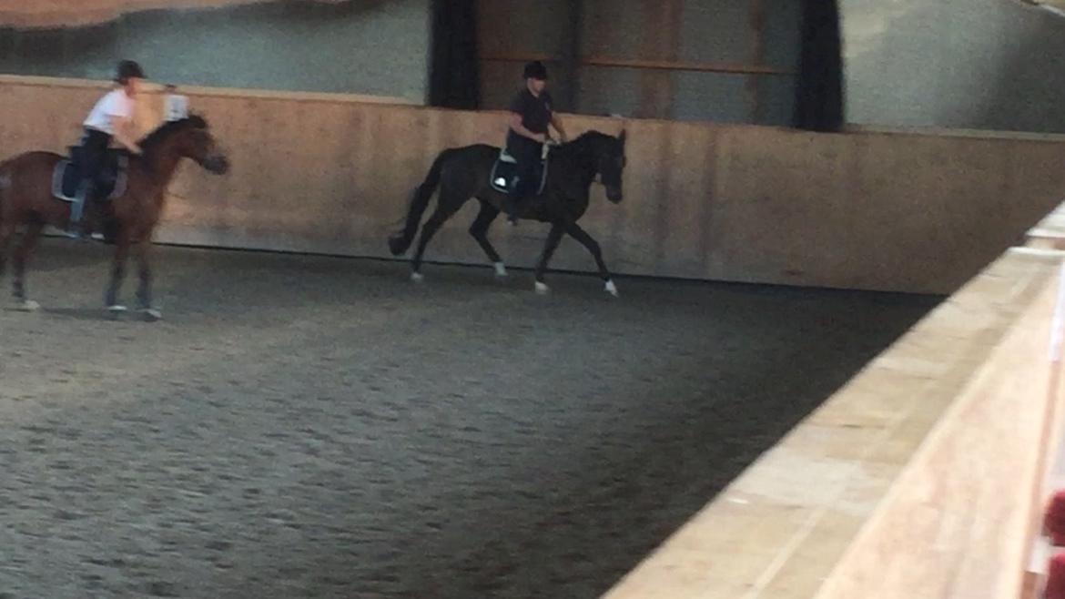 Dansk Varmblod Kokkedals Madeline billede 6