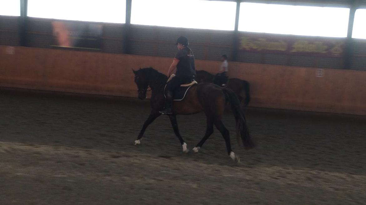 Dansk Varmblod Kokkedals Madeline billede 5