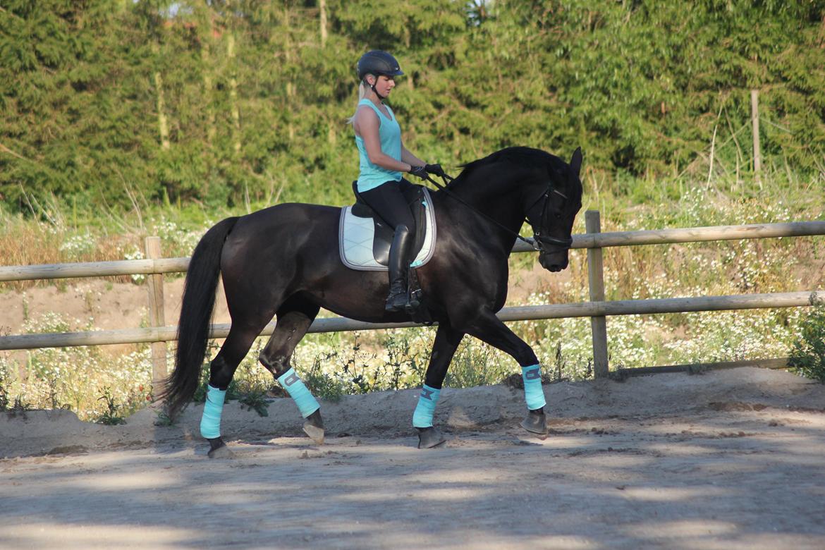 Oldenborg Flying Betty billede 6