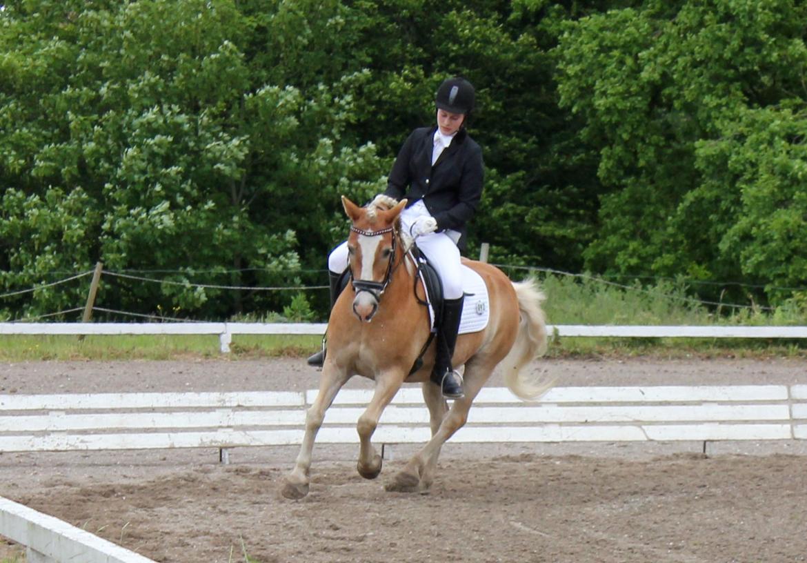 Haflinger Charlie billede 3