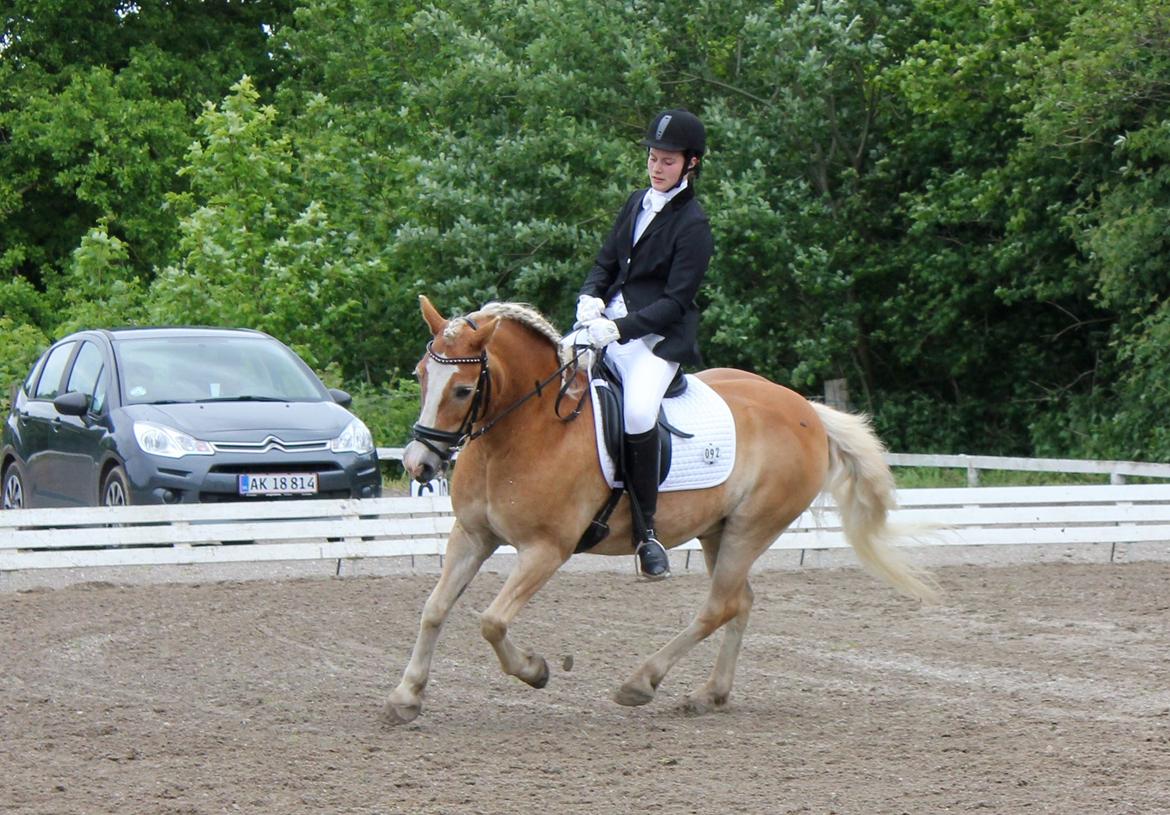 Haflinger Charlie billede 1