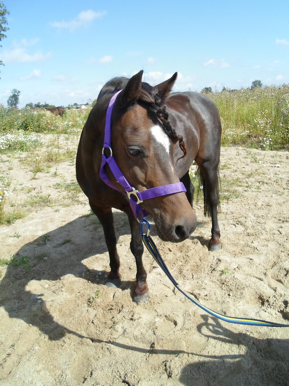 Welsh Partbred (Sec F) BW´s Mia Maja billede 1