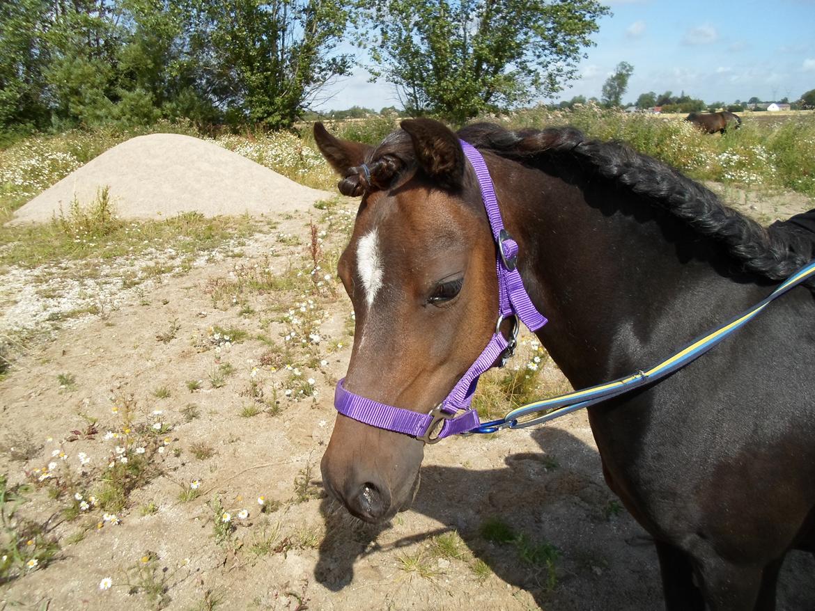 Welsh Partbred (Sec F) BW´s Mia Maja billede 3