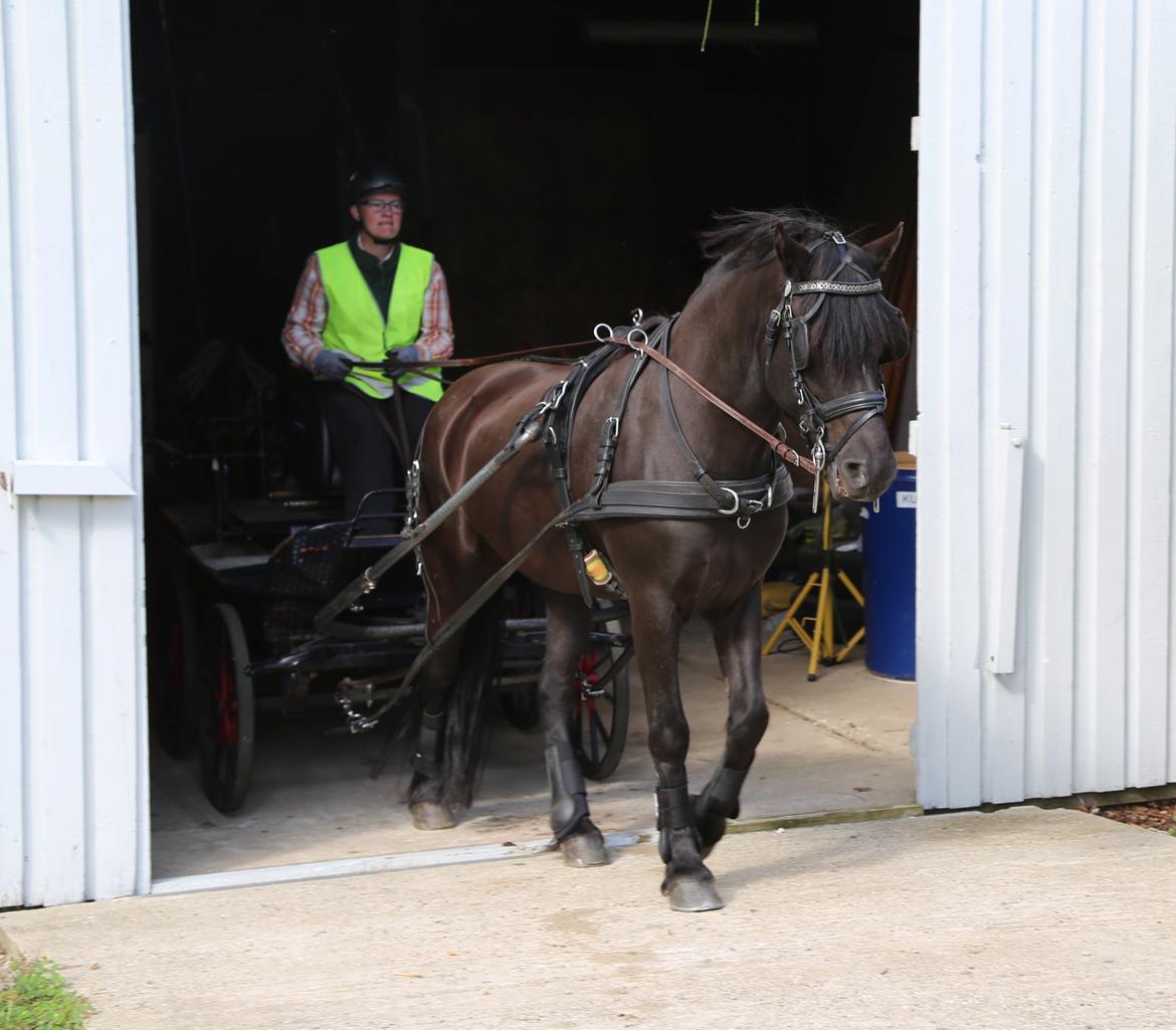 Koldblodstraver Holt Sjur (tidligere hest) - Taget den 5/8-2015. Fik ham hjem den 3/8. Hans første tur for vogn i 4 år. Klar, parat, start..... KØR !!! billede 5