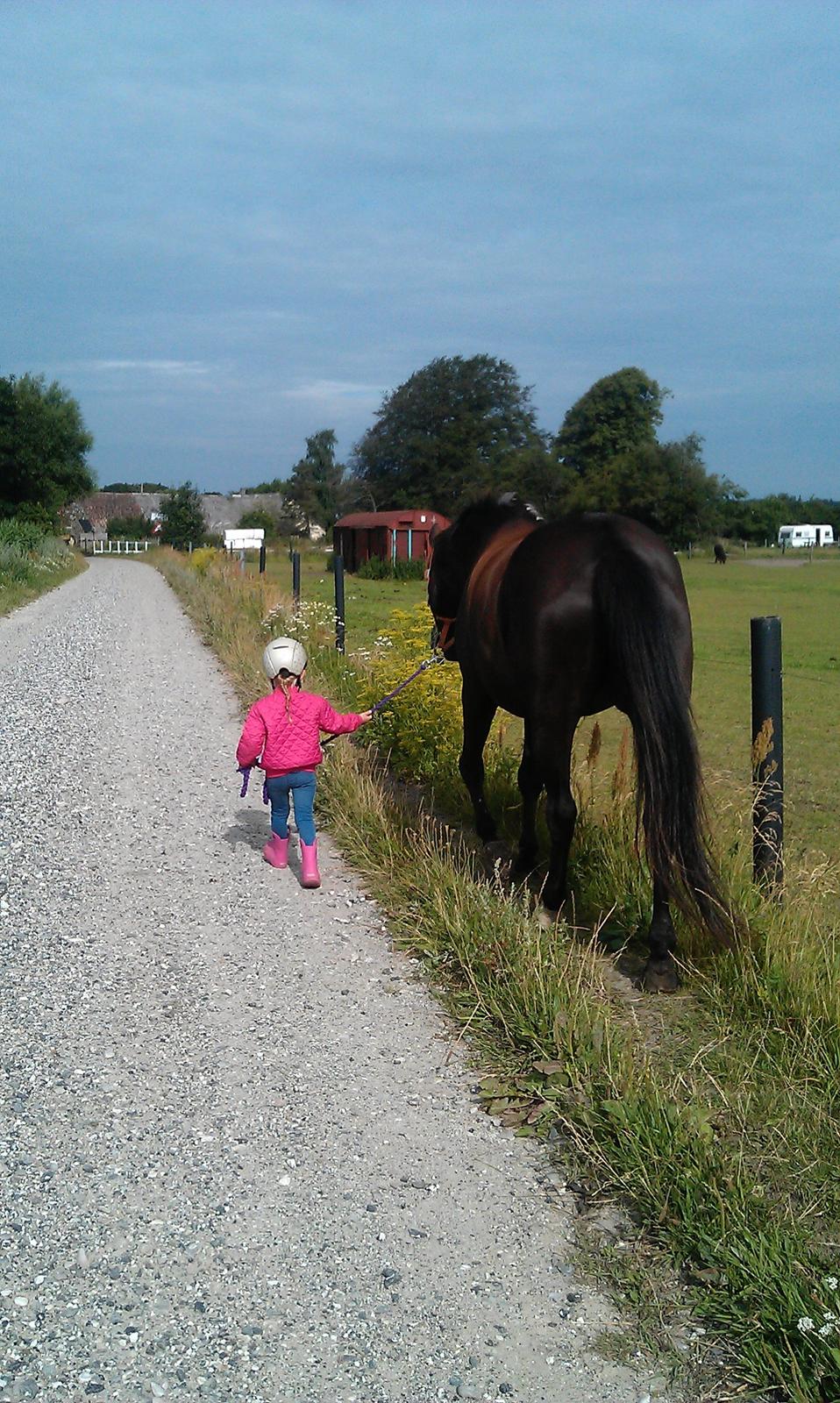 Hannoveraner Daphne kild - Verdens sødeste Daffe og verdens sejeste Luna på 4 år! billede 29