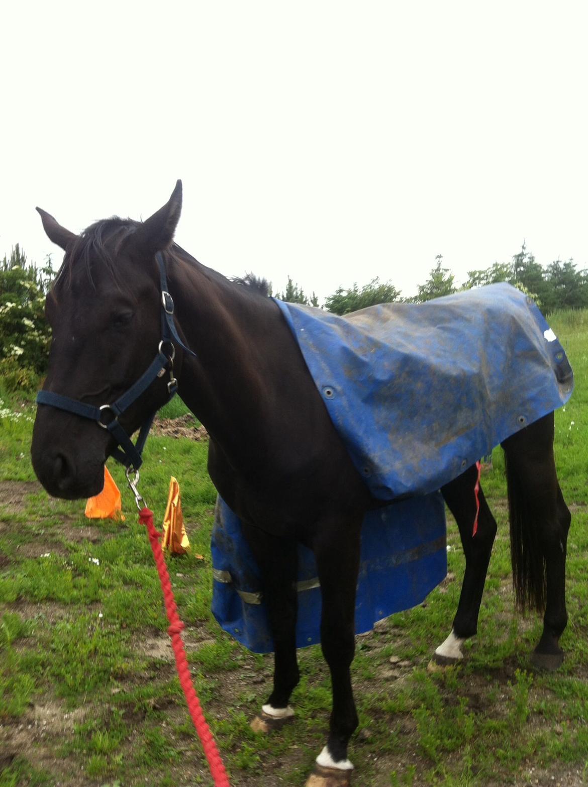 Dansk Varmblod things lucas billede 9