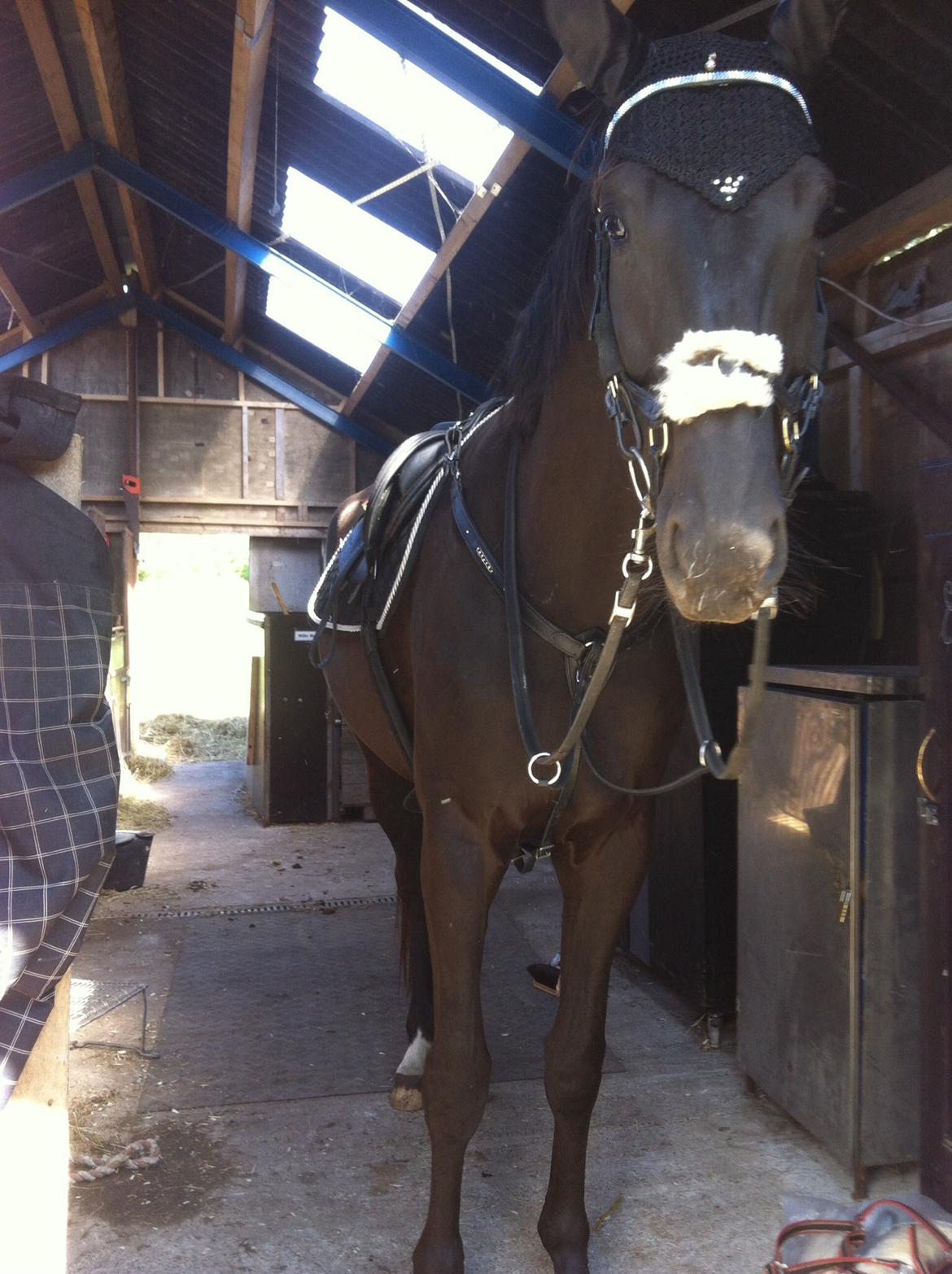 Dansk Varmblod things lucas billede 10