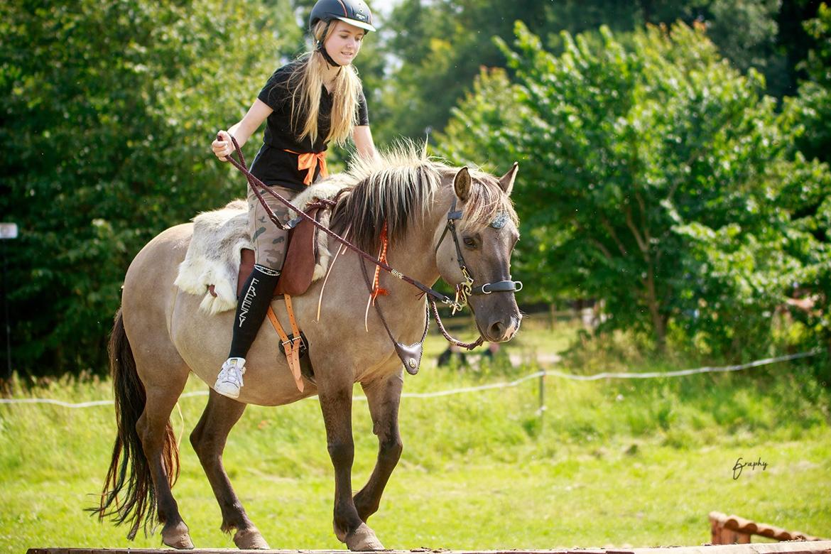 Anden særlig race Perle Solei - Trail middel- Hun var en stjerne når jeg sad på ryggen af hende <3 desværre var hun meget ked af det hvis jeg skulle trække hende  billede 12