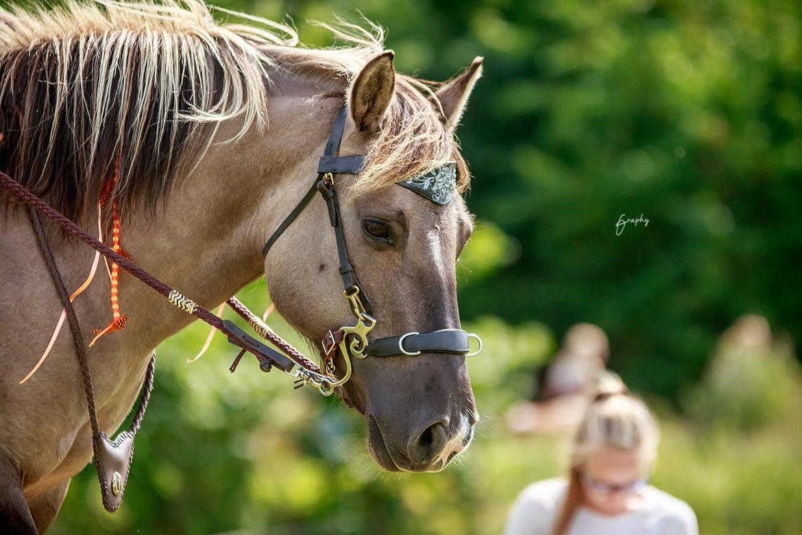 Anden særlig race Perle Solei - Har jeg nogensinde sagt jeg har en vild lækker pony <3 billede 15