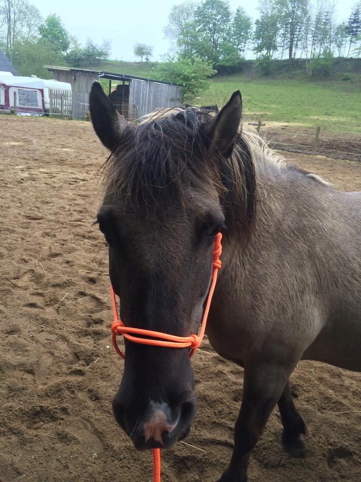 Anden særlig race Perle Solei - Lille genneblødt mus der skulle ud og gå lidt efter en træls omgang kolik :( billede 2