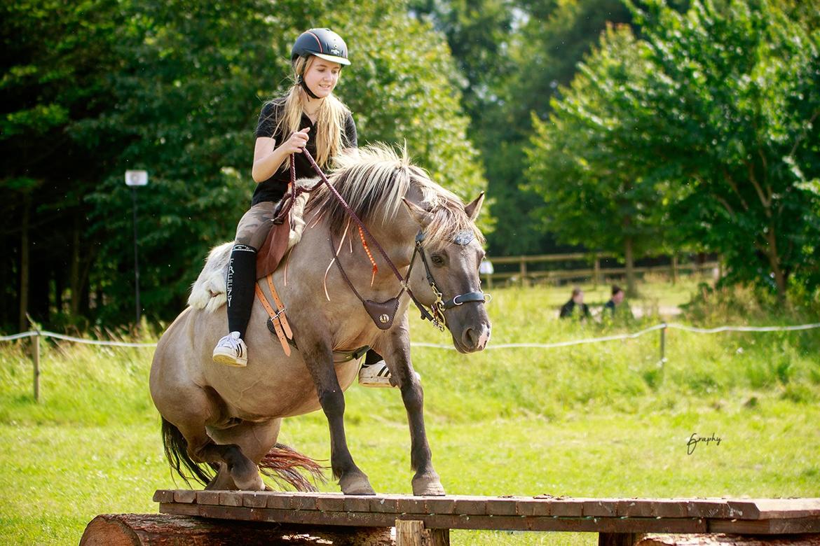 Anden særlig race Perle Solei - Lille pony på høj trail bro :P  billede 9