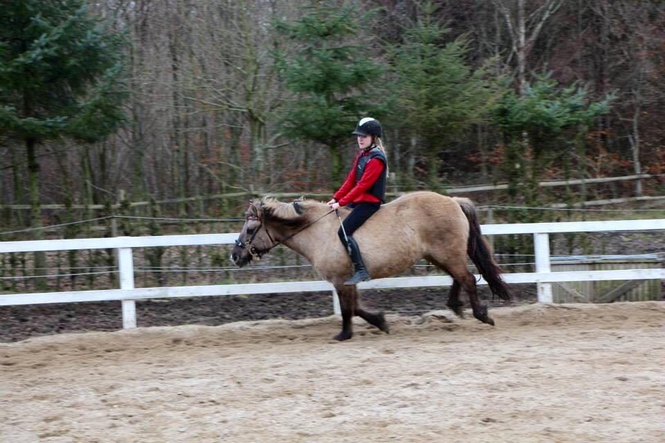 Anden særlig race Perle Solei - Hygge spring uden sadel på ridecare billede 13