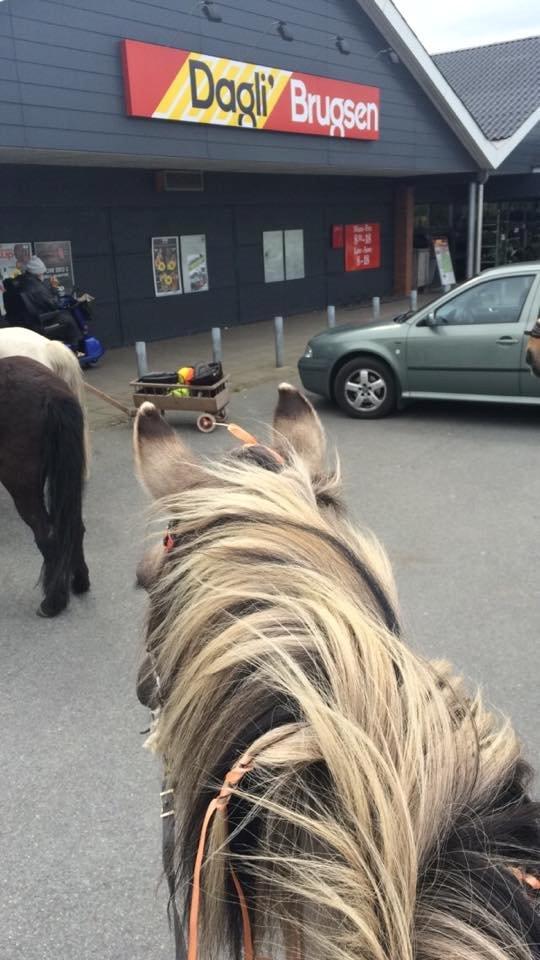 Anden særlig race Perle Solei - På tur til dagligbrugsen fordi: hvorfor ikke :P billede 11
