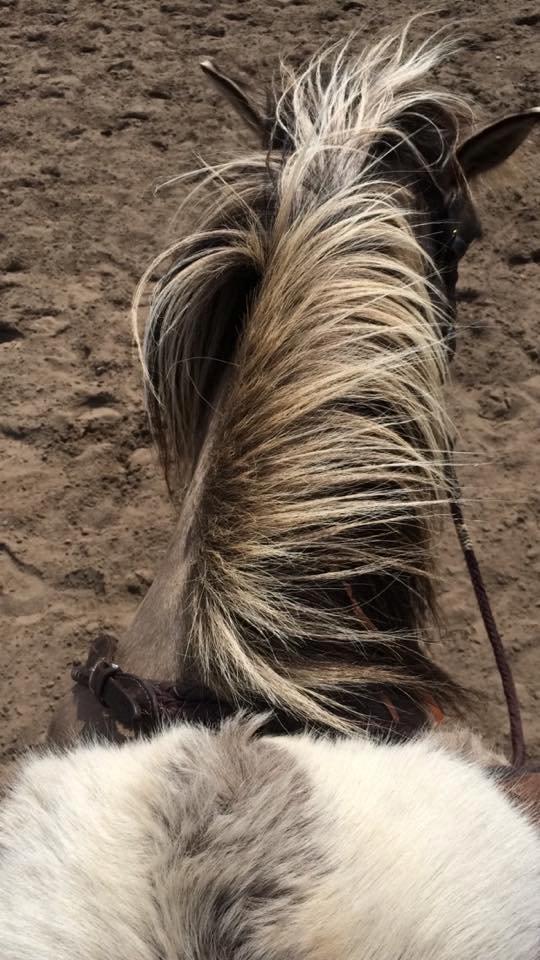 Anden særlig race Perle Solei - Opvarmning :) billede 16