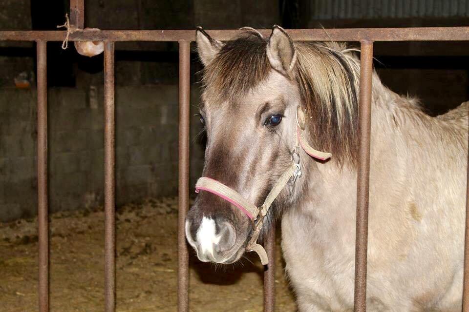 Anden særlig race Perle Solei - It's so fluffy i'm gonna die!!  billede 5