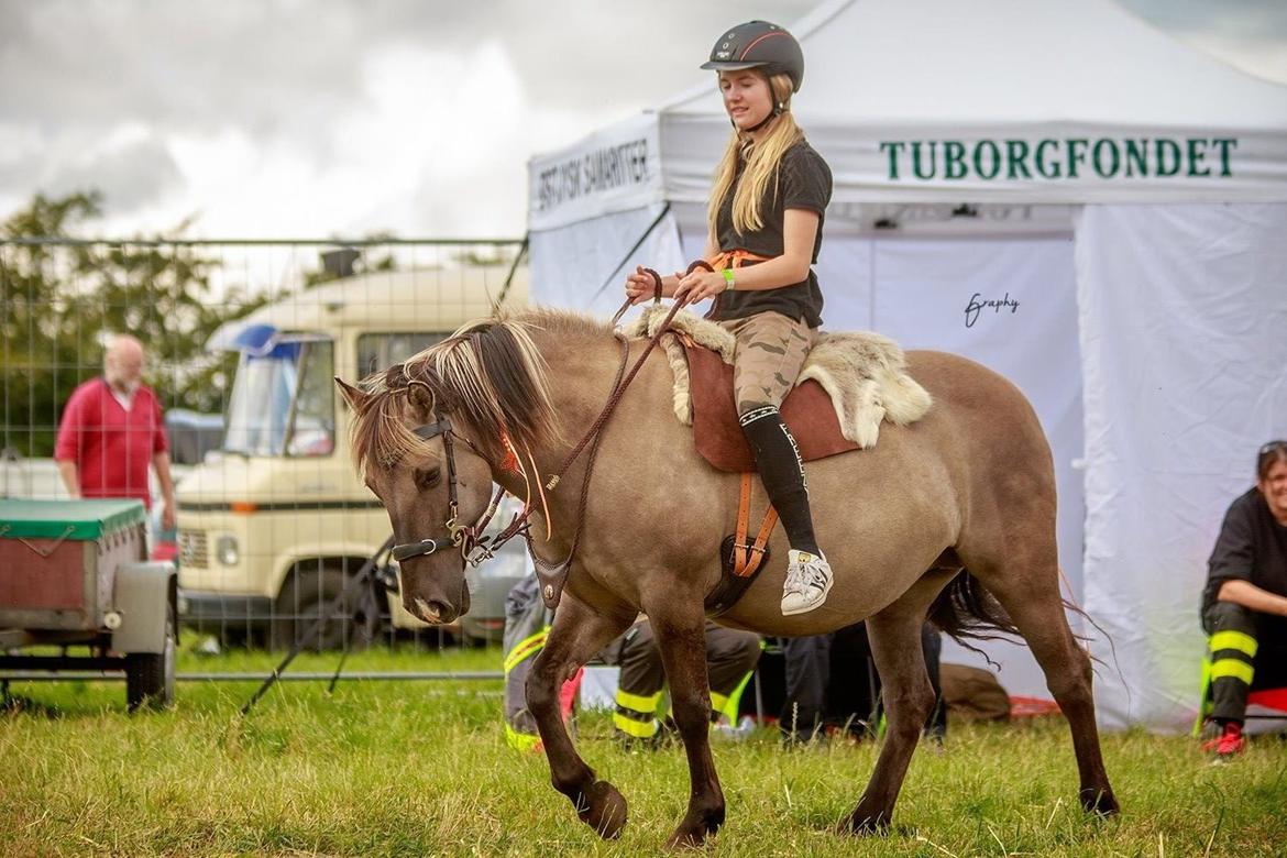 Anden særlig race Perle Solei - Smukkeste lille Perle til DHE træf i randers, her med en af sadlerne fra Ehwar. Hold nu  op den er lækker <3 billede 3