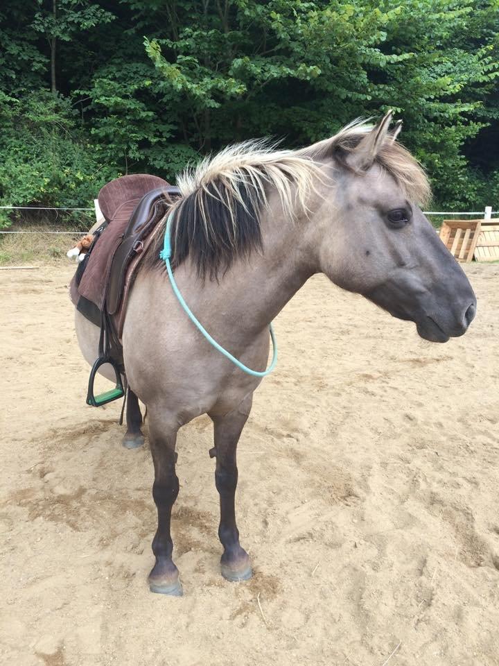 Anden særlig race Perle Solei - Billede efter en dejlig dag ved Solei Hestene  billede 17