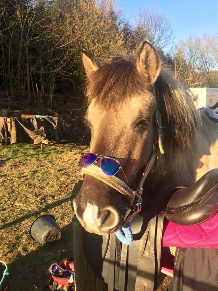 Anden særlig race Perle Solei - Vigtigt med beskyttelse mod solens stråler xD billede 6