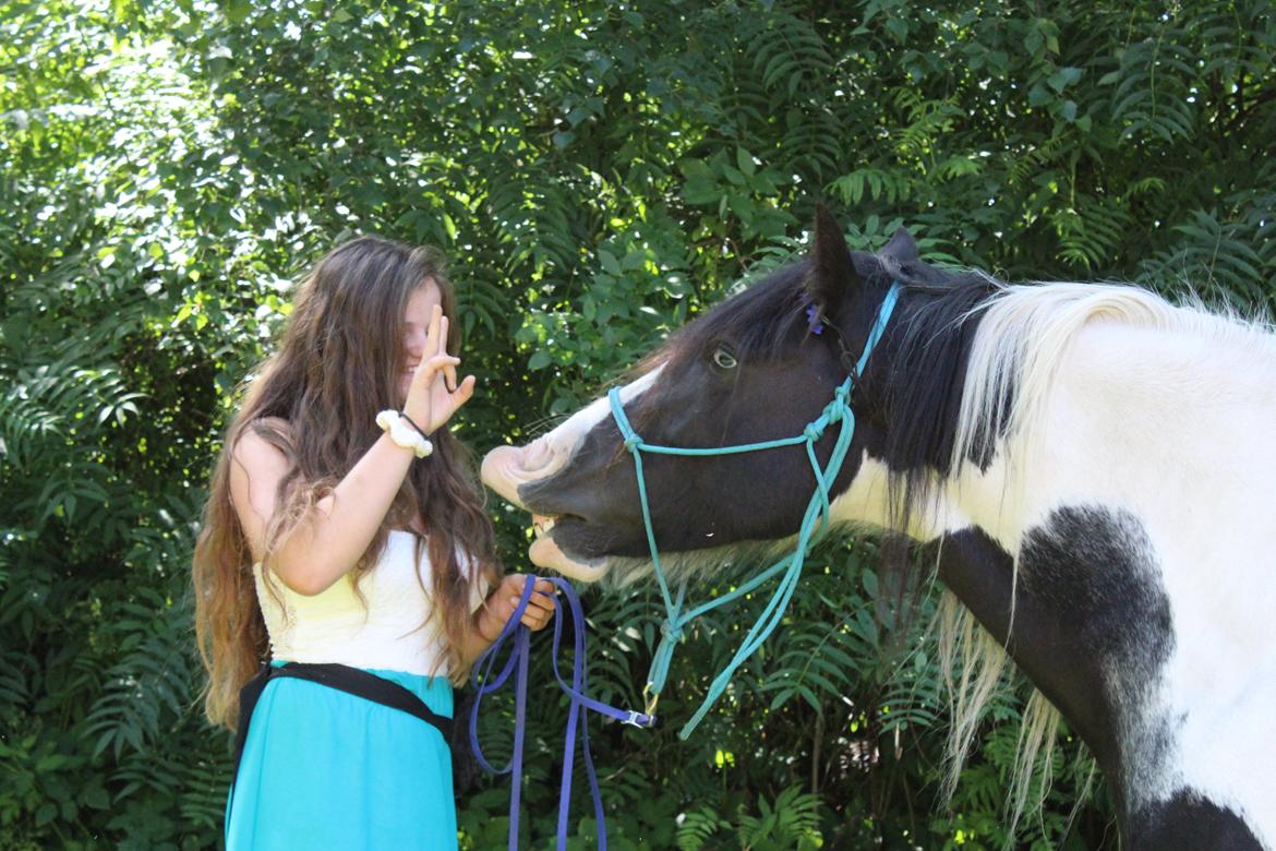 Irish Cob Bundolos Indira - Smilende Indi <3 billede 7