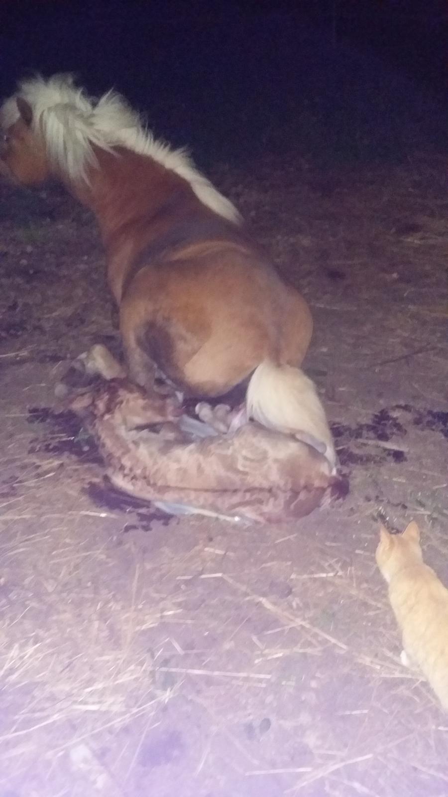 Islænder Sólstjarna fra Hollevej billede 1