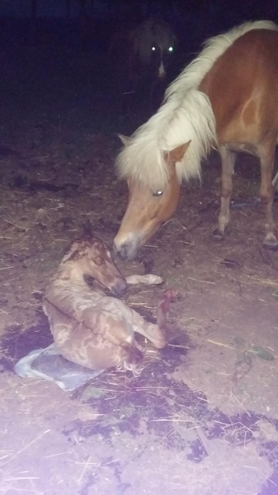 Islænder Sólstjarna fra Hollevej billede 2