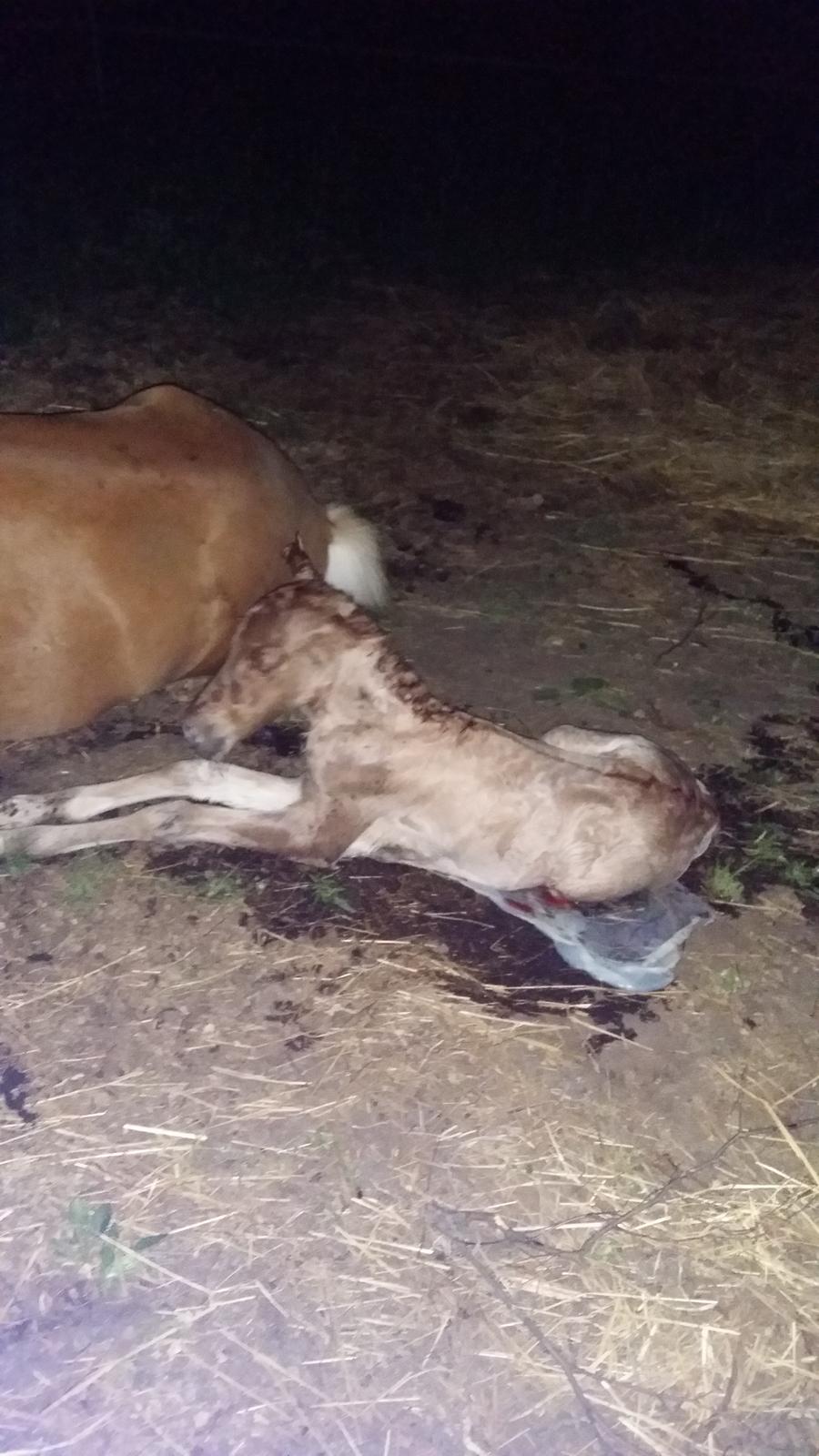 Islænder Sólstjarna fra Hollevej billede 3