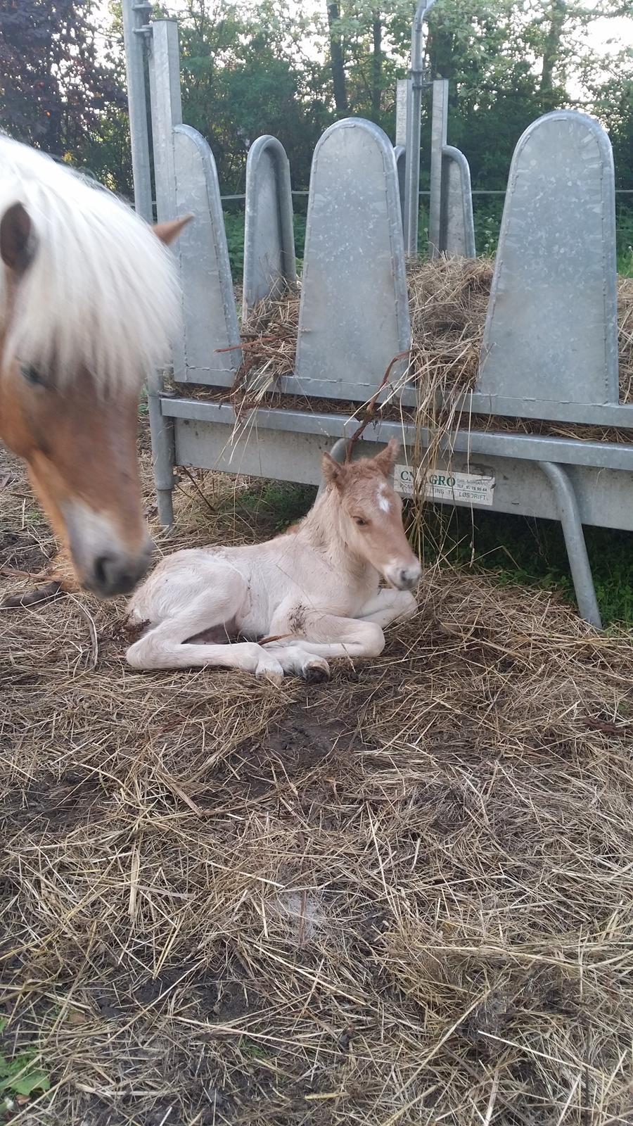 Islænder Sólstjarna fra Hollevej billede 4