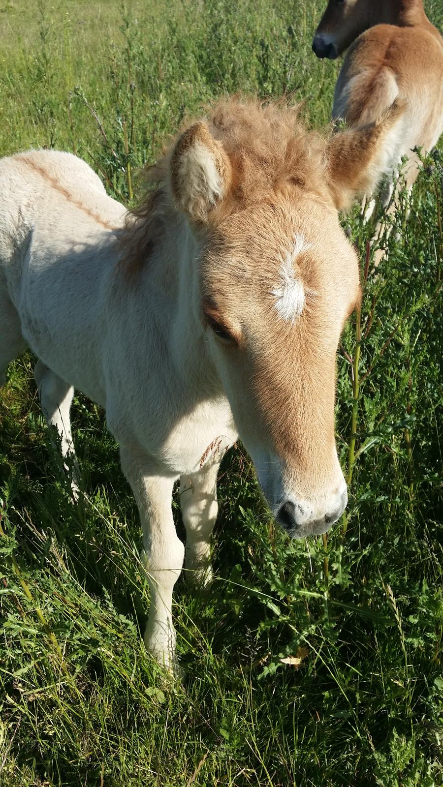 Islænder Sólstjarna fra Hollevej billede 5