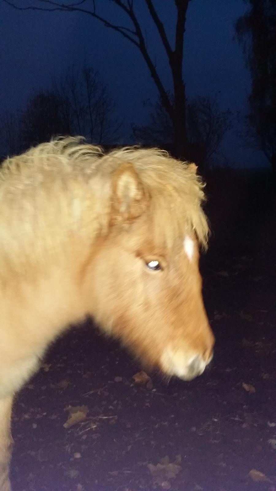 Islænder Sólstjarna fra Hollevej billede 7