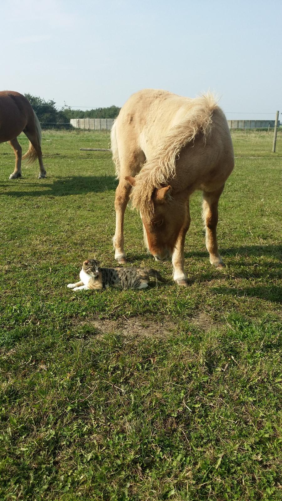 Islænder Sólstjarna fra Hollevej billede 6