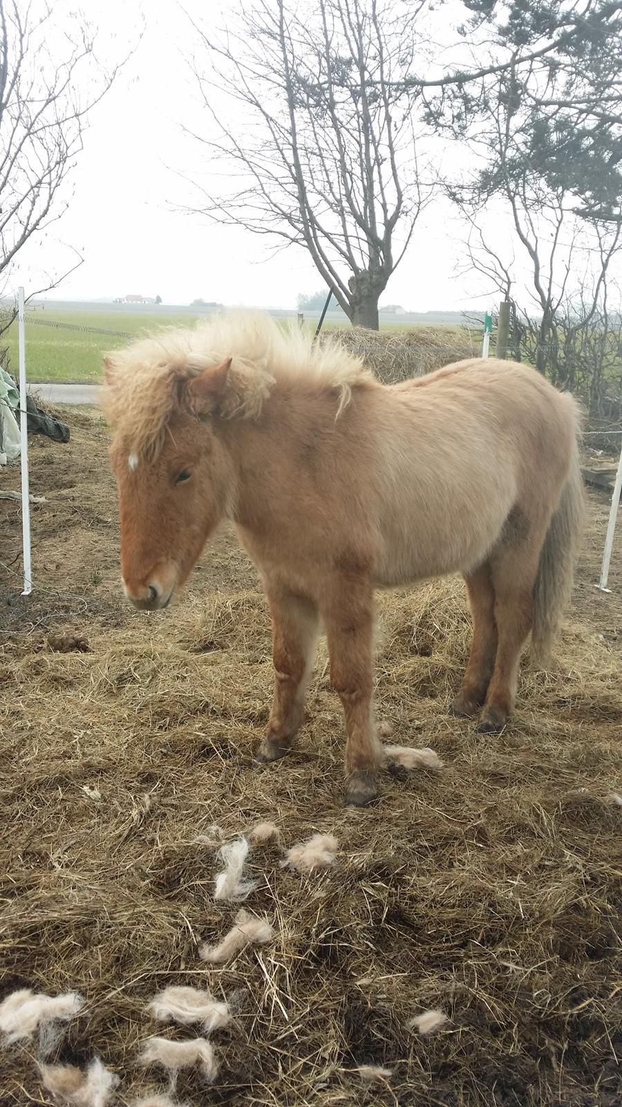 Islænder Sólstjarna fra Hollevej billede 8