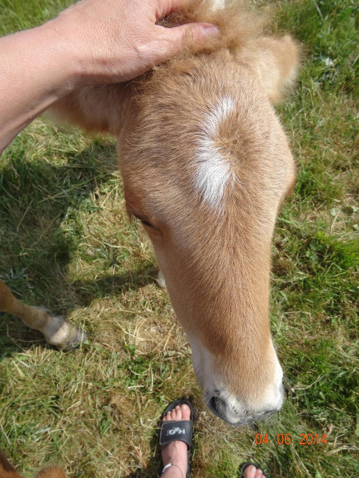 Islænder Sólstjarna fra Hollevej billede 9