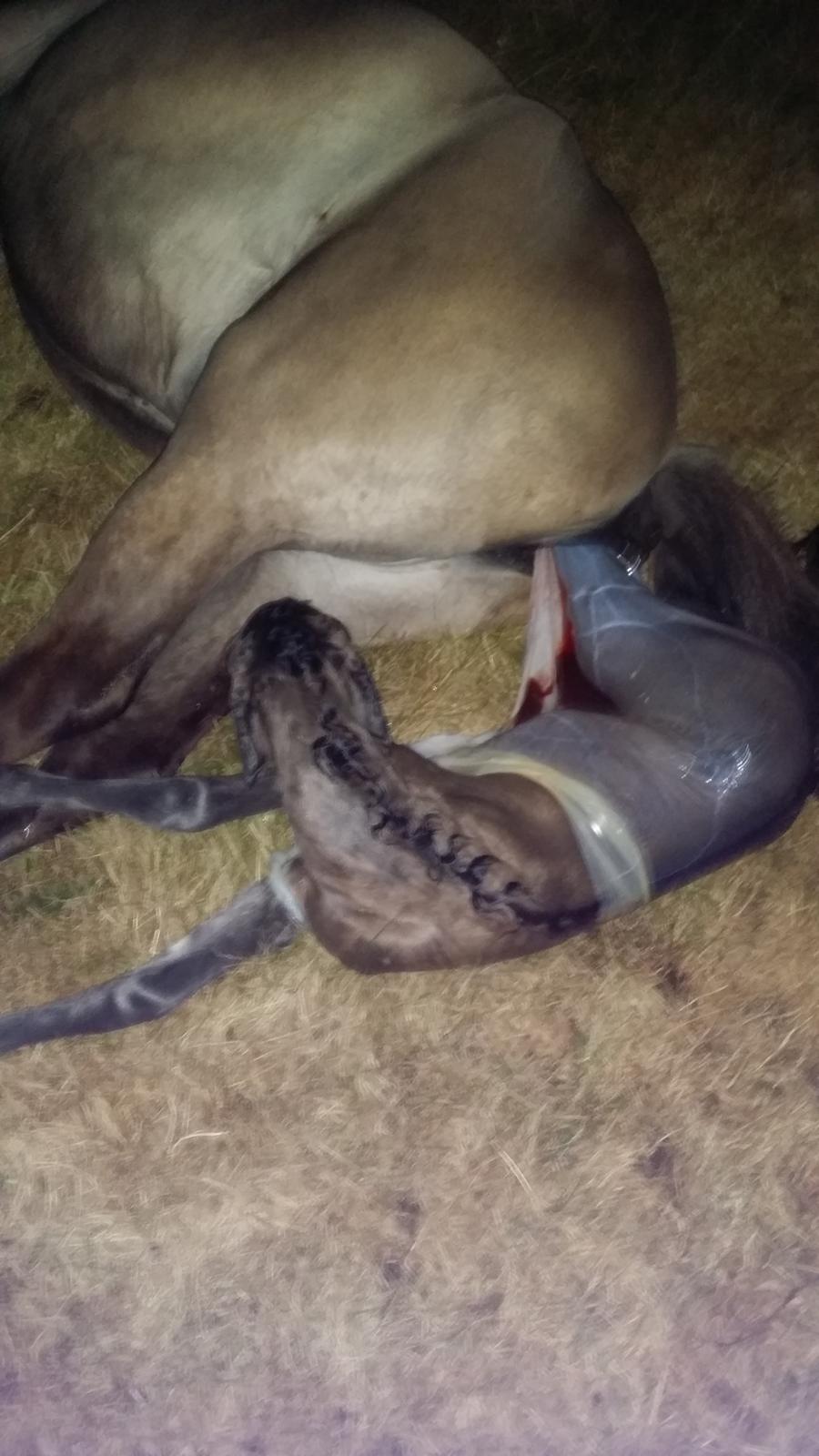 Islænder Happadís fra Hollevej billede 1