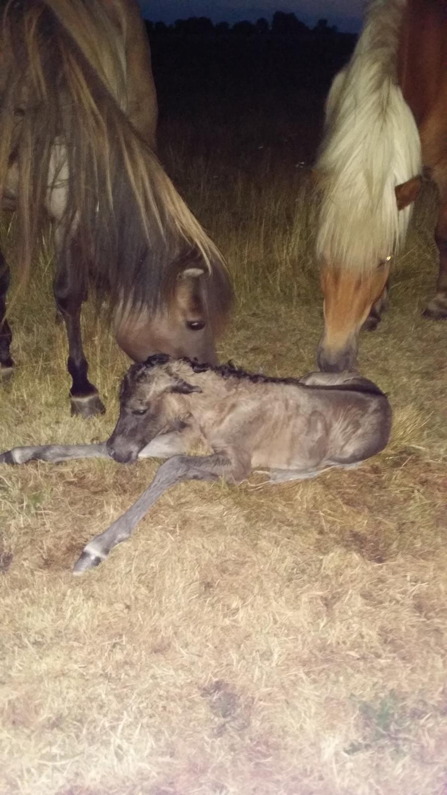 Islænder Happadís fra Hollevej billede 3