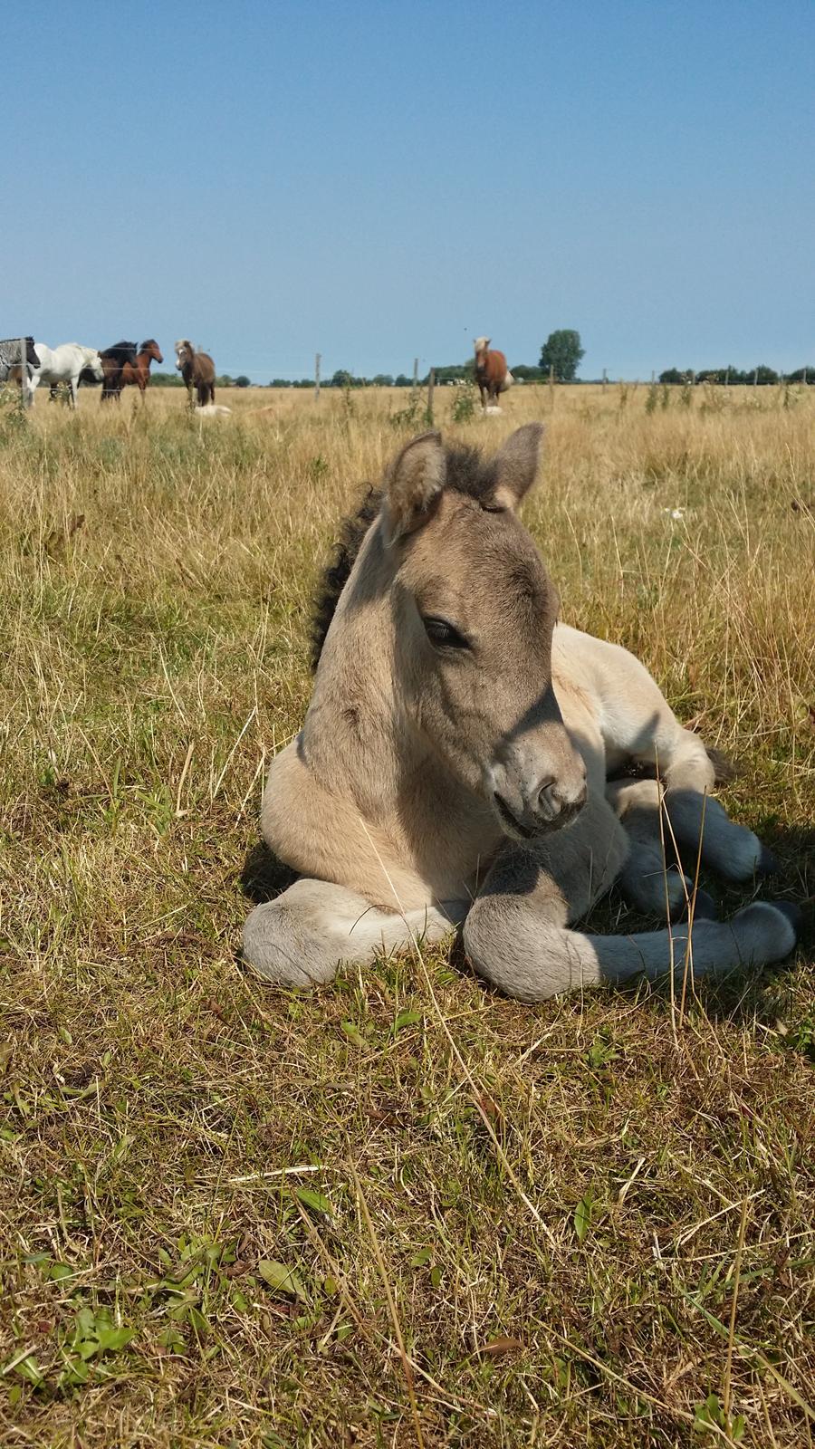 Islænder Happadís fra Hollevej billede 4